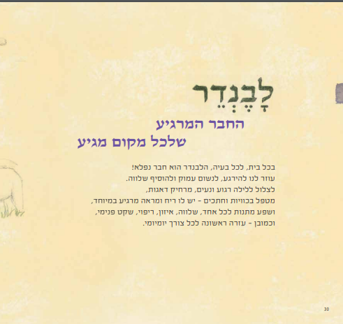 לבנדר